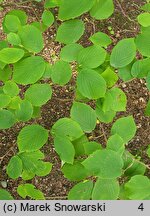 Viburnum dilatatum (kalina szorstkowłosa)