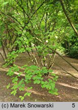 Viburnum dilatatum (kalina szorstkowłosa)