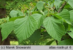 Viburnum dilatatum (kalina szorstkowłosa)