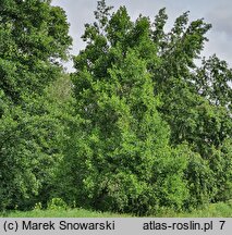 Liriodendron tulipifera (tulipanowiec amerykański)