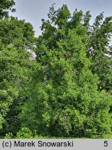 Liriodendron tulipifera (tulipanowiec amerykański)