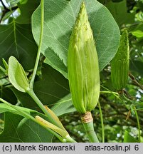 Liriodendron tulipifera (tulipanowiec amerykański)