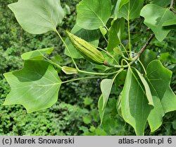 Liriodendron tulipifera (tulipanowiec amerykański)