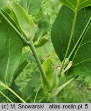 Liriodendron tulipifera (tulipanowiec amerykański)