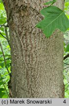 Liriodendron tulipifera (tulipanowiec amerykański)