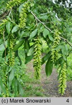 Pterocarya stenoptera (skrzydłorzech chiński)