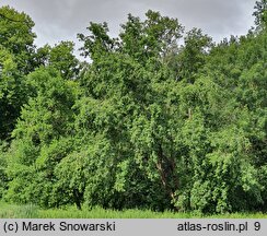 Pterocarya stenoptera (skrzydłorzech chiński)