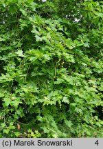 Platanus ×hispanica (platan klonolistny)