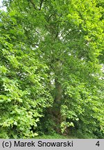 Platanus ×hispanica (platan klonolistny)