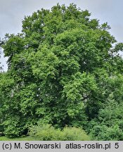 Platanus ×hispanica (platan klonolistny)