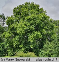 Platanus ×hispanica (platan klonolistny)