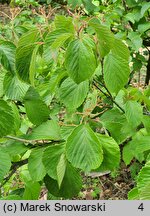 Viburnum dilatatum (kalina szorstkowłosa)