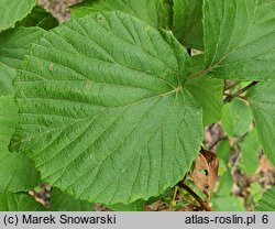 Viburnum dilatatum (kalina szorstkowłosa)