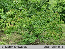 Viburnum dilatatum (kalina szorstkowłosa)