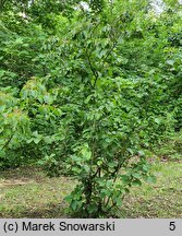 Viburnum dilatatum (kalina szorstkowłosa)