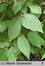 Viburnum carlesii (kalina koreańska)