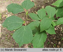 Viburnum carlesii (kalina koreańska)