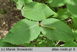 Viburnum carlesii (kalina koreańska)