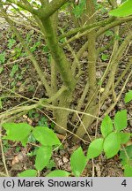 Viburnum carlesii (kalina koreańska)