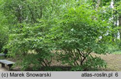 Viburnum carlesii (kalina koreańska)