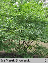 Viburnum carlesii (kalina koreańska)