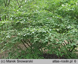 Viburnum carlesii (kalina koreańska)