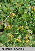 Viburnum hupehense (kalina hubejska)