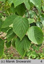 Viburnum hupehense (kalina hubejska)