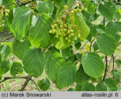 Viburnum hupehense (kalina hubejska)