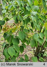 Viburnum hupehense (kalina hubejska)