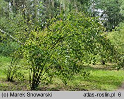 Viburnum hupehense (kalina hubejska)