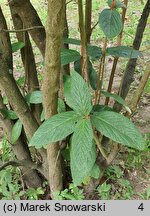 Viburnum ×rhytidophylloides