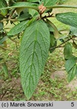 Viburnum ×rhytidophylloides