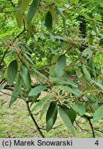 Viburnum ×rhytidophylloides