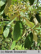 Viburnum ×rhytidophylloides