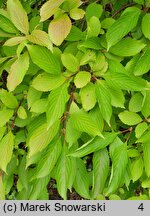 Viburnum farreri (kalina wonna)