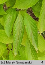 Viburnum farreri (kalina wonna)