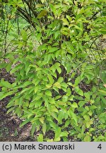 Viburnum farreri (kalina wonna)