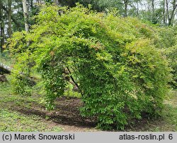 Viburnum farreri (kalina wonna)