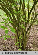 Viburnum farreri (kalina wonna)