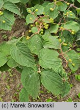 Viburnum hupehense (kalina hubejska)