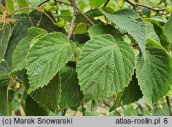 Viburnum hupehense (kalina hubejska)