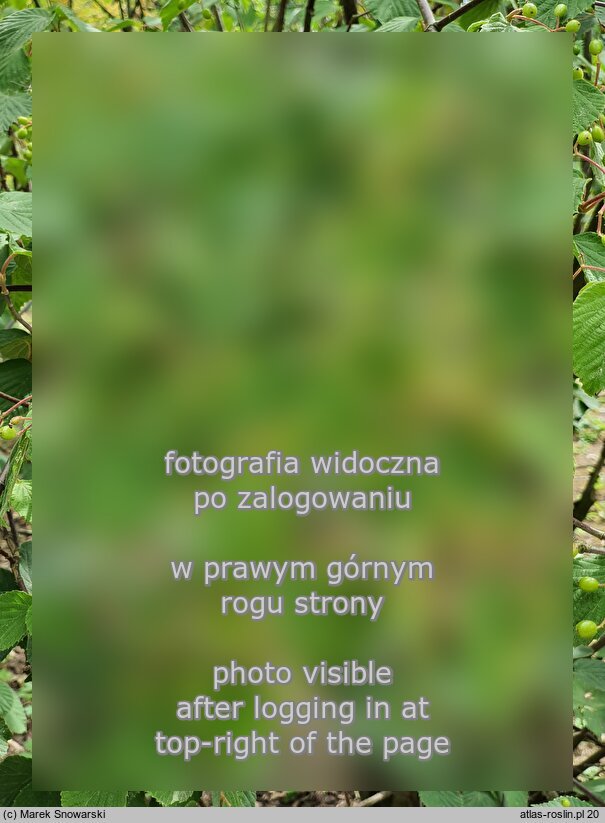 Viburnum hupehense (kalina hubejska)
