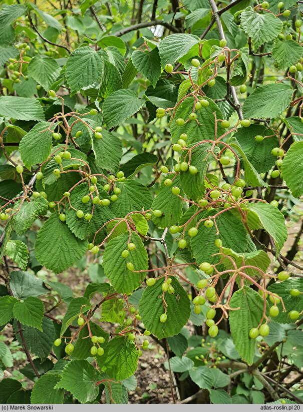 Viburnum hupehense (kalina hubejska)