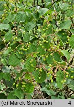 Viburnum hupehense (kalina hubejska)