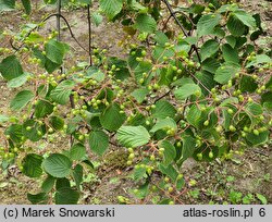 Viburnum hupehense (kalina hubejska)