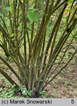 Viburnum hupehense (kalina hubejska)