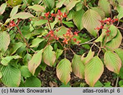 Viburnum sieboldii (kalina Siebolda)