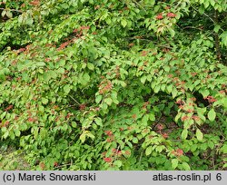 Viburnum sieboldii (kalina Siebolda)