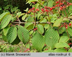 Viburnum sieboldii (kalina Siebolda)